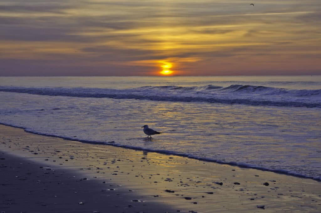 Sunrise over the Atlantic with seagull and waves