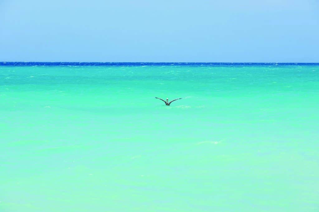 Tripps Worldwide Reviews Top Tips For Traveling to Aruba 4